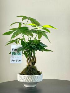 店鋪放什么植物旺財 店內不宜擺放過大綠植