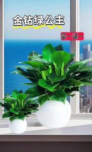 空氣凈化植物臥室十大排名 氣運十大吉祥綠植