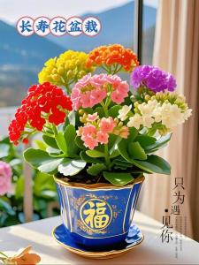 搬新家客廳放什么花好 長(zhǎng)壽花寓意福祿安康