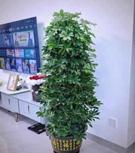 八方來財樹風水擺放三不要 橫梁、財位、室外都不要