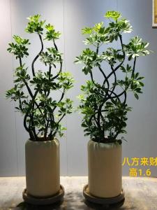 八方來財和發財樹可以同時放客廳嗎 選對位置為宜