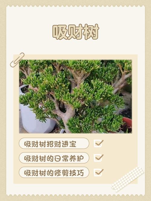 招財樹與風水知識