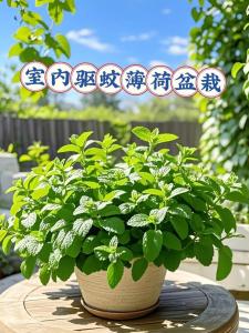 薄荷在風水上代表什么,仙人掌的風水寓意是什么?