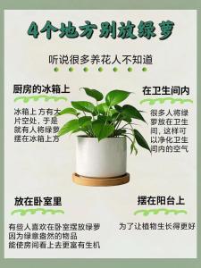 綠蘿放廁所風(fēng)水好嗎 衛(wèi)生間養(yǎng)植物風(fēng)水禁忌