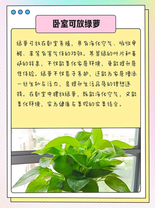 臥室養植物的風水知識如何看