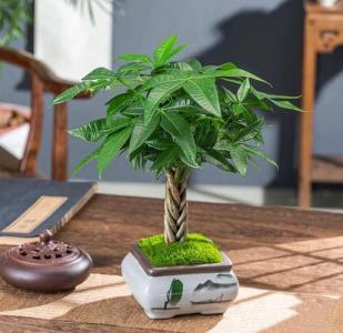 店鋪風(fēng)水放什么植物招財(cái)