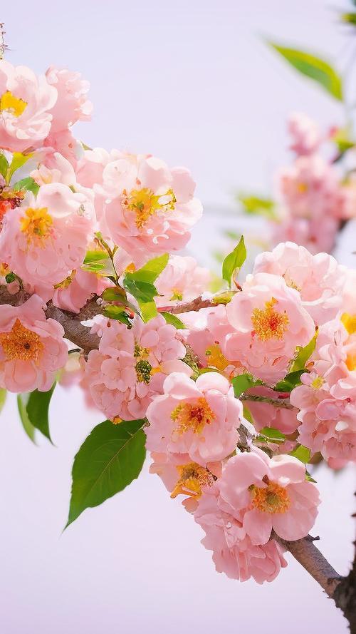 2019年愛情桃花風水好運！