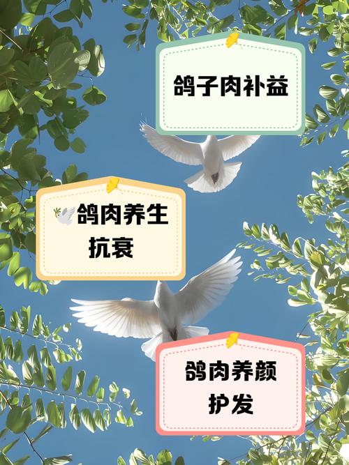 養(yǎng)鴿子對家里吉利嗎,在家房后養(yǎng)鴿子好嗎,對家里風水有沒有影響