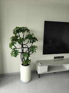 客廳植物擺放有哪些講究