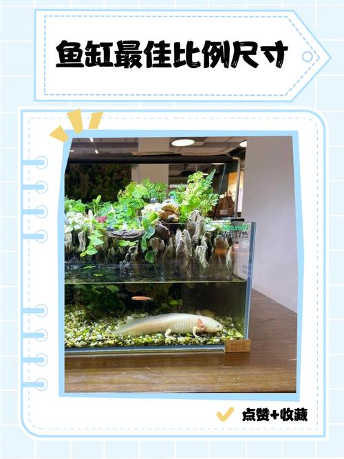 財位放多少鵝卵石,魚缸放在哪里好
