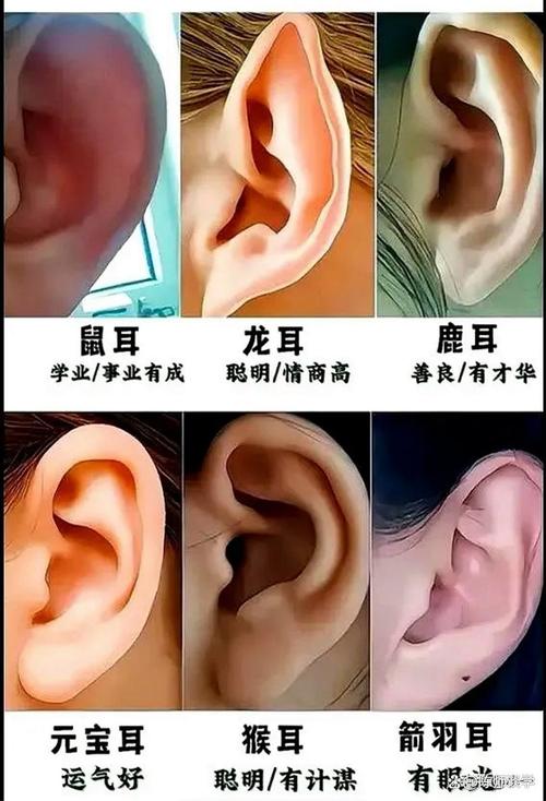 富貴面相之三種有福的耳朵