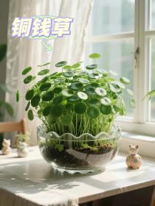 銅錢草擺放在財位可以嗎,銅錢草可以放在財位嗎