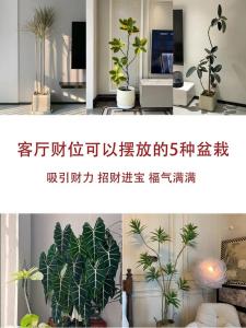 玄關財位擺放鮮花嗎,你指的鮮花財位擺放風水知識嗎?