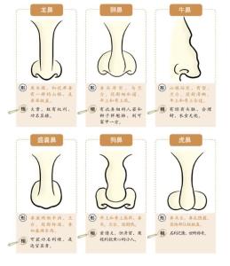 男人十種鼻型分類圖解