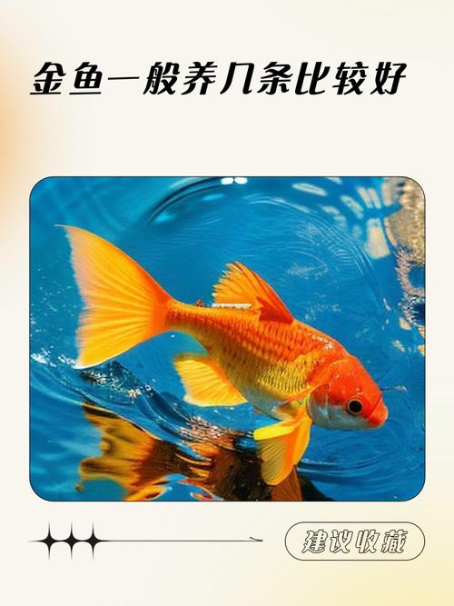 風水魚養幾條好旺財