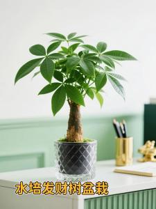 發(fā)財(cái)樹在財(cái)位水養(yǎng)好嗎,發(fā)財(cái)樹的風(fēng)水禁忌