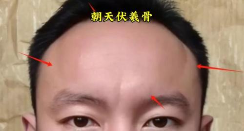 頂級伏犀骨 朝天伏犀骨大勇機智