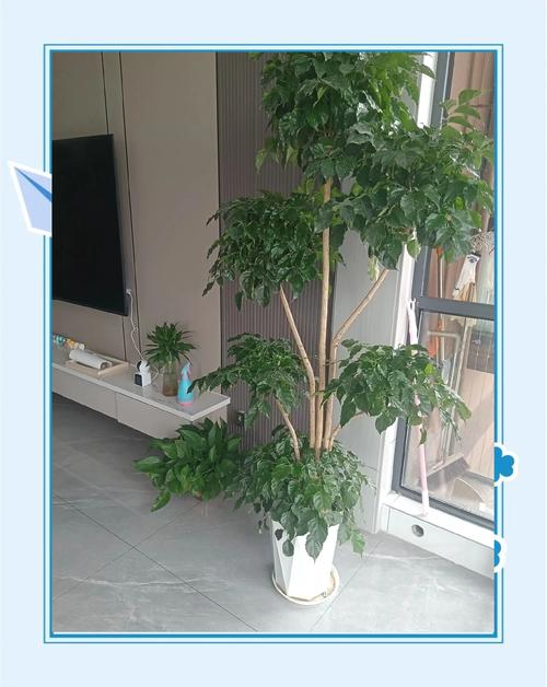 家居植物擺設與婚姻的關系