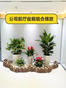 公司綠植擺放風水