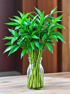 2019年命里五行缺水養(yǎng)植物什么好