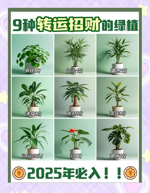 植物的風(fēng)水功效有哪些
