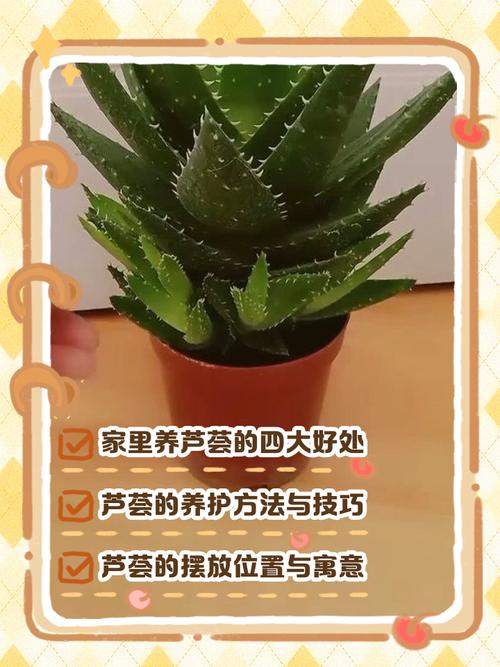 蘆薈擺放風(fēng)水講究，蘆薈的風(fēng)水作用