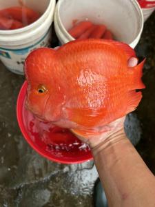 財神魚和鸚鵡魚的區別，主要看頭