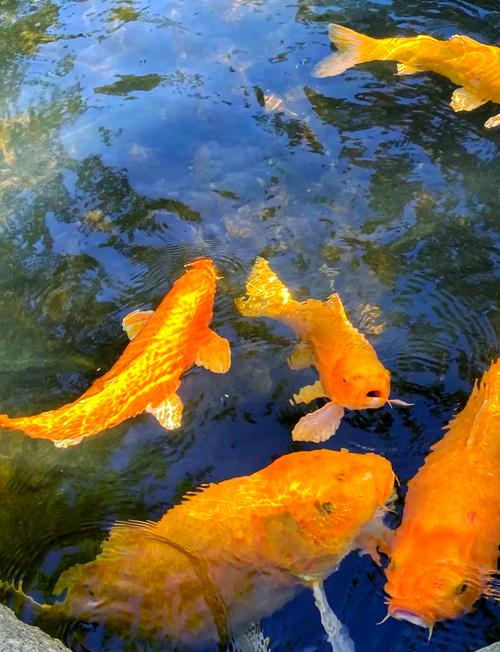 12生肖養錦鯉魚的風水