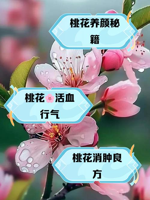春夏兩季你的桃花運能旺起來嗎？