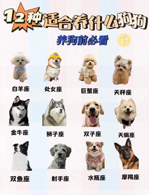 生肖狗和哪些屬相相配 屬狗人最佳配偶3個人