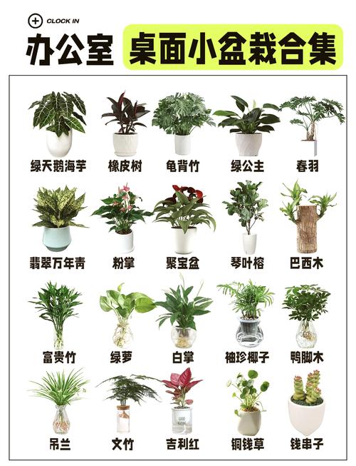 辦公室擺放植物需注意的四點