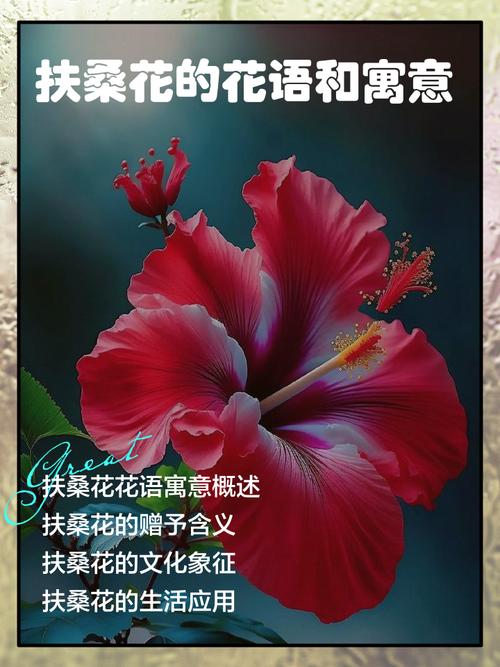 扶桑花代表死亡