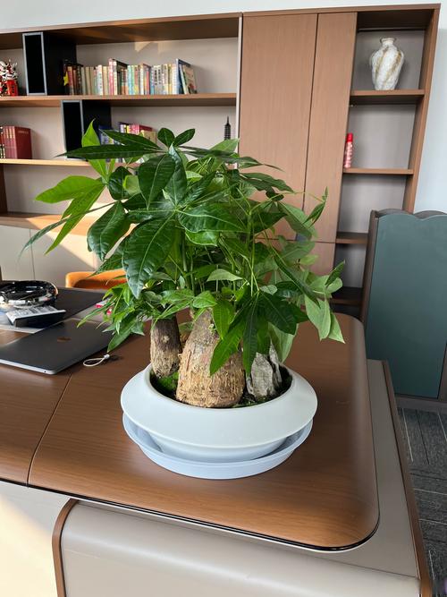 辦公桌擺放什么植物最好？