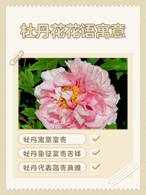 在風水之中牡丹花寓意是什么