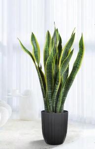 辦公室種植虎皮蘭有哪些風(fēng)水知識(shí)