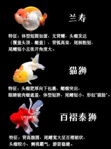 風水魚的種類有哪些，每種都有不一樣的講究