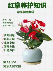 風水紅掌的養殖方法和注意事項