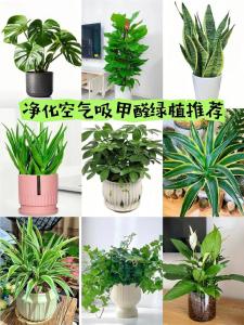 釋放氧氣！最常見20種凈化空氣的室內(nèi)植物