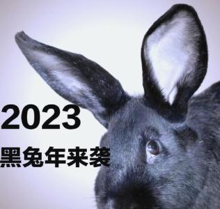 2023黑兔是好是壞 2023年黑兔命運(yùn)分析