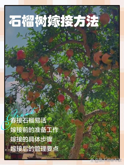 石榴木命最佳配偶 最般配