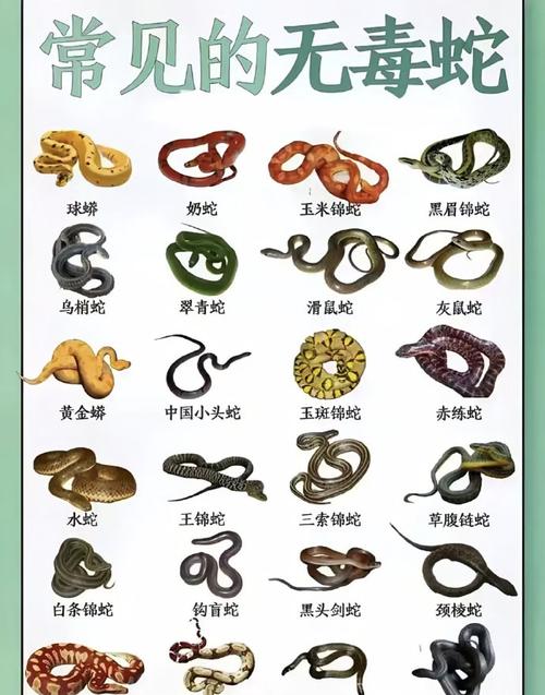 屬蛇的今年有什么災(zāi)難 2024年蛇今年有一難是真的嗎