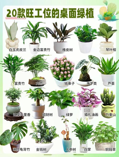 辦公室綠色植物的擺放位置旺事業運