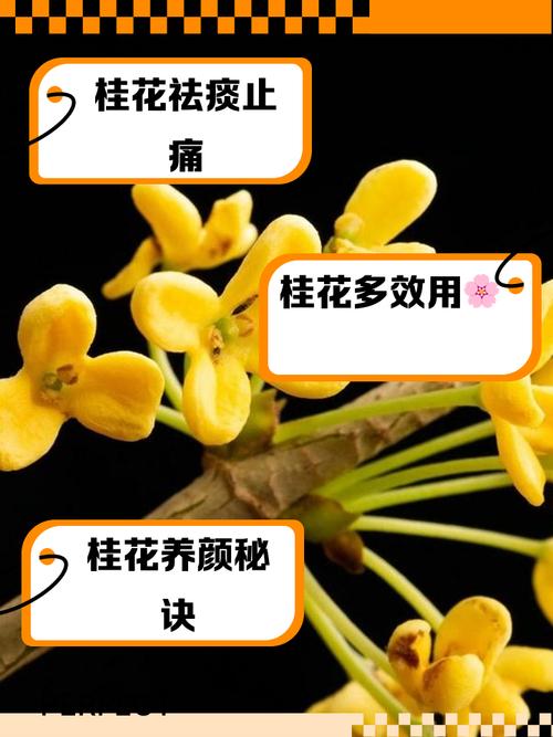 桂花樹的風水禁忌