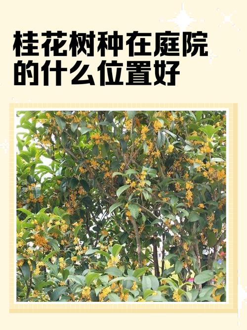 桂花樹種植方位風(fēng)水有什么講究