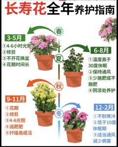 詳解 家里養(yǎng)花風(fēng)水的健康好處