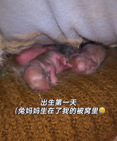 2023年9月29日中秋節(jié)出生的兔寶寶好嗎 怎么樣