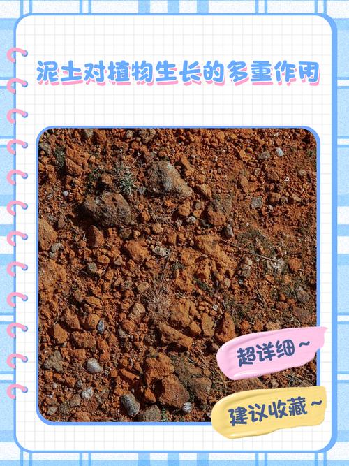 什么土可以養(yǎng)大林木 壁上土