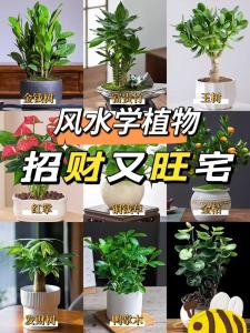 風水知識：為何陽臺養花草有宜風水