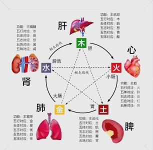 五臟的五行屬性，五臟與五行的關(guān)系