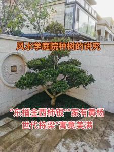 庭院種什么樹較好及種樹風水講究